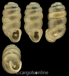 IMG_detallada/Truncatellina callicratis.jpg